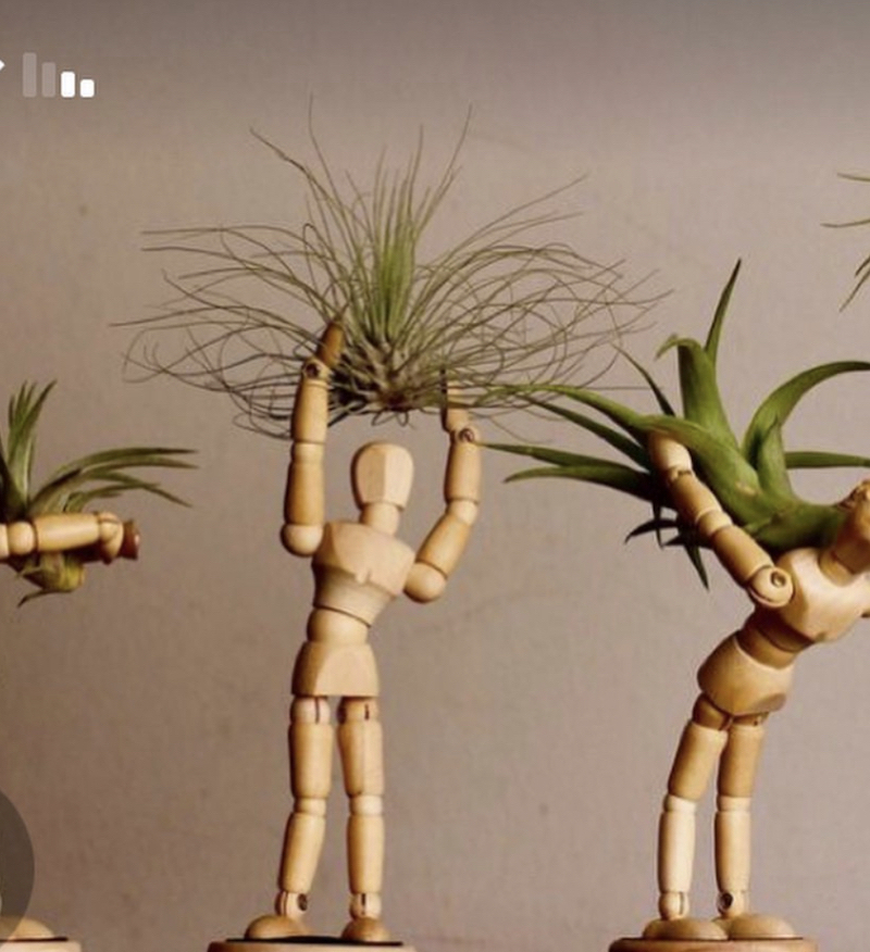 49+ Air Plant Display Ideas That You Will Marvel at in 2024 Houszed