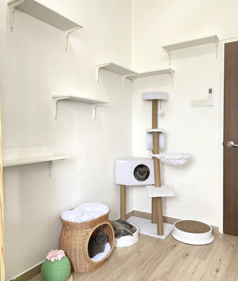 21+ Cat Room Ideas That Will Have You Purring in 2024 Houszed