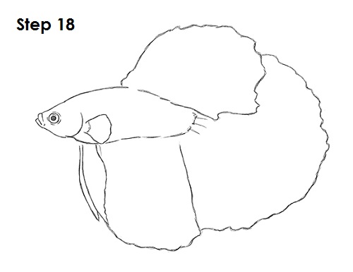 How to Draw a Betta Fish