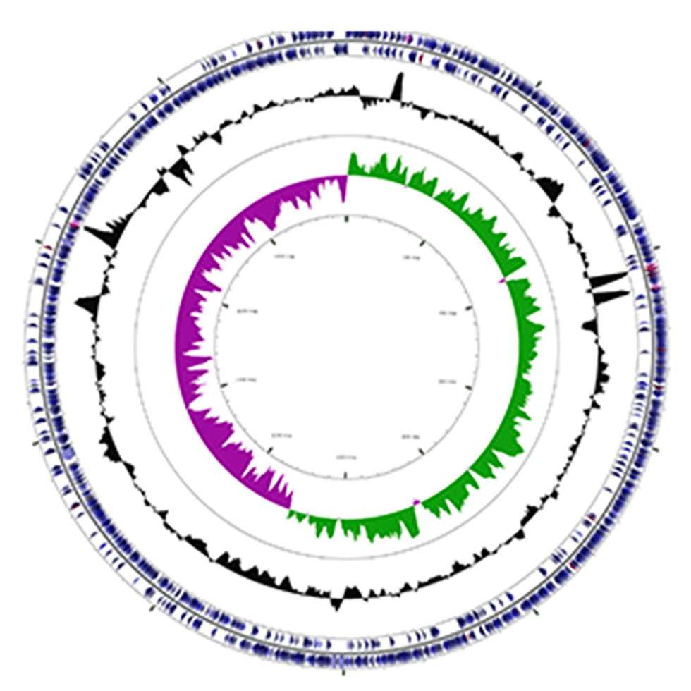 Business Partner Strains NCFM® LACTOBACILLUS ACIDOPHILUS HOWARU