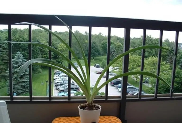 Amaryllis Not Blooming? Here’s The Cause & Cure How Does Your Garden Mow
