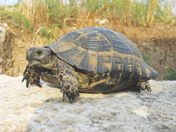 How do tortoises live for so long? How It Works