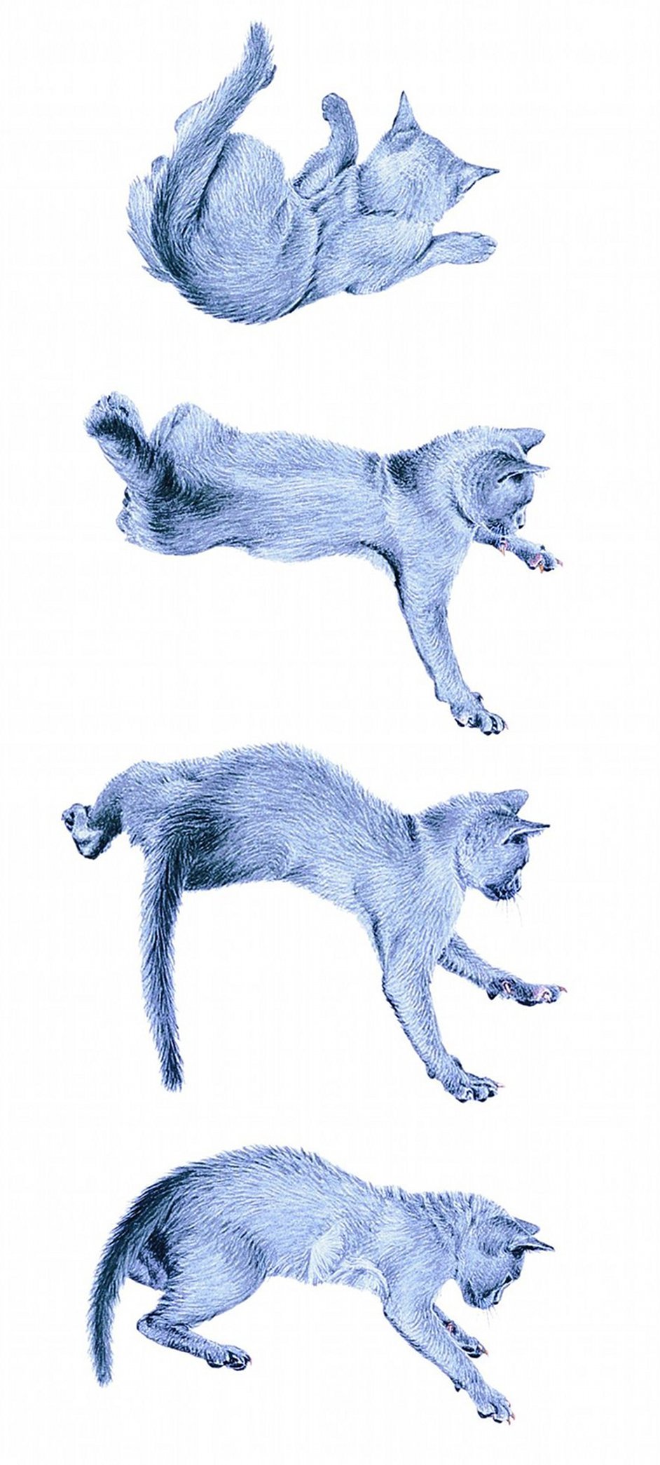 How do cats land on their feet? How It Works Magazine