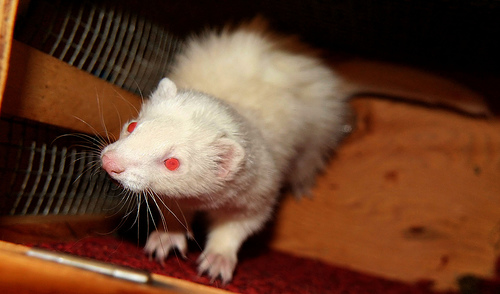 How Much Does A Ferret Cost?