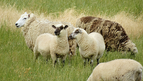 How Much Do Farm Animals Cost?