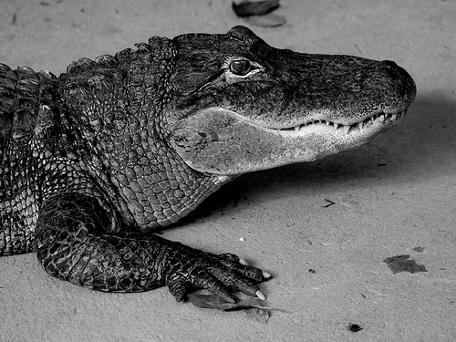 How Much Do Gator Tags Cost?