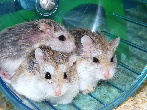 How Much Do Hamsters Cost?