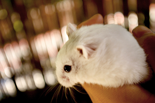 How Much Do Hamsters Cost?