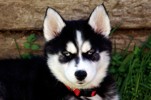 How Much Does A Panda Dog Cost?
