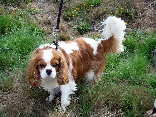 How Much Does a Cavalier King Charles Puppy Cost