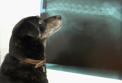 How Much Does Obstructed Bowel Surgery for a Dog Cost?