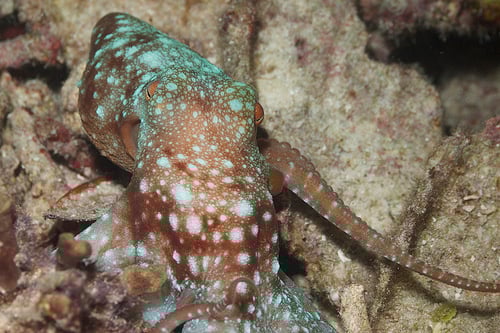 How Much Does an Octopus Cost?