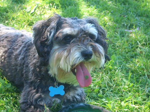 How Much Does a Schnoodle Cost?