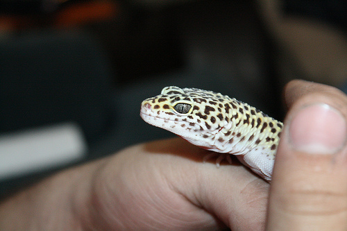 How Much Does a Leopard Gecko Cost?