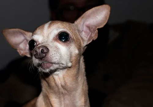 How Much Does a Chihuahua Cost?