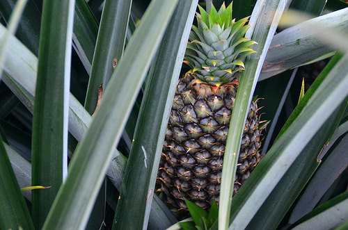 How Much Does Pineapple Cost?
