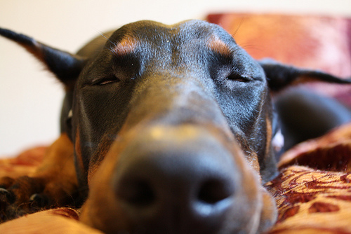 How Much Does a Doberman Pinscher Cost?