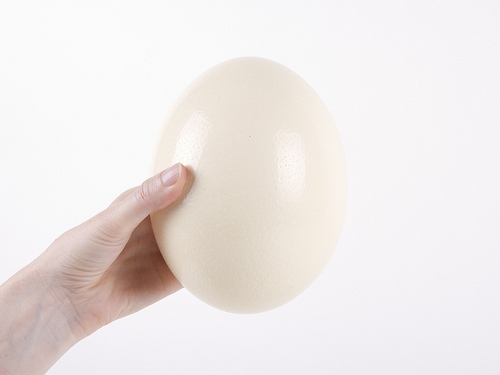 How Much Does an Ostrich Egg Cost?