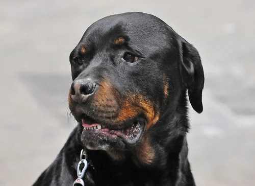 How Much Does a Rottweiler Cost?