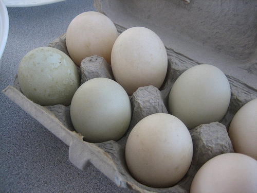 How Much Do Duck Eggs Cost?