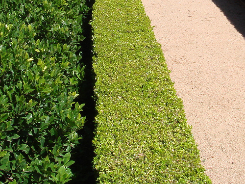 How Much Does a Boxwood Tree Cost?