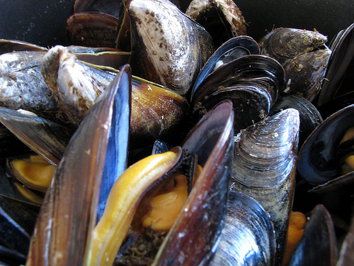 How Much Do Mussels Cost?