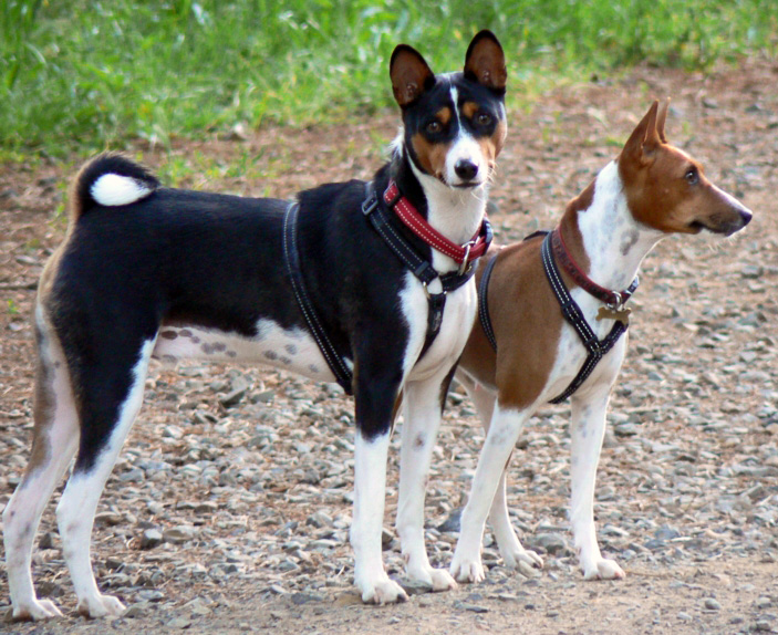 How Much Does A Basenji Cost?