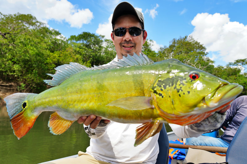 How to Catch Peacock Bass Tips for Fishing for Peacock Bass