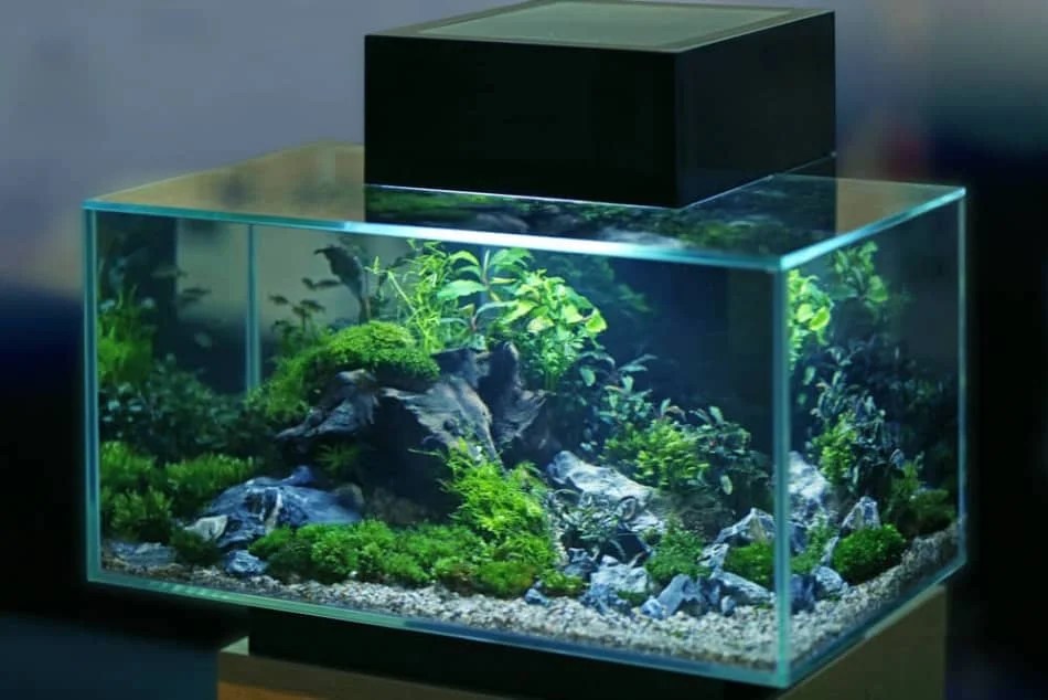 How to Clean an Aquarium How To Clean It
