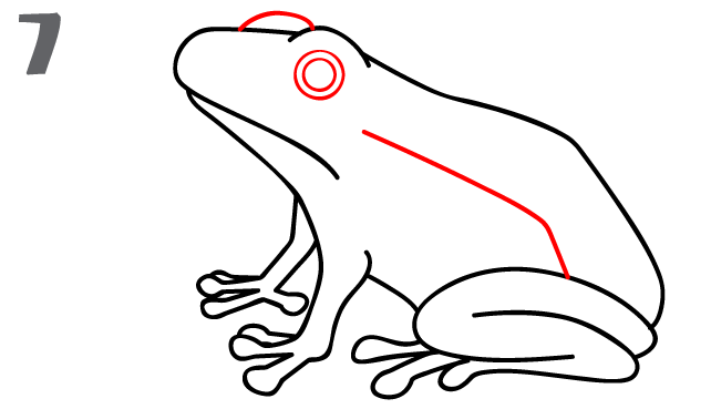 How To Draw a Frog StepbyStep