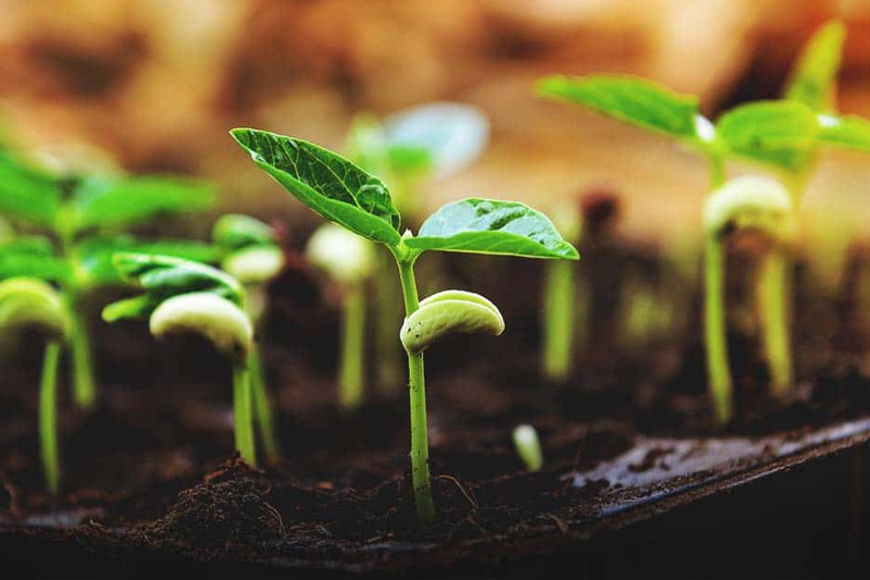 How to Grow Raspberries from Seed? How to Farming