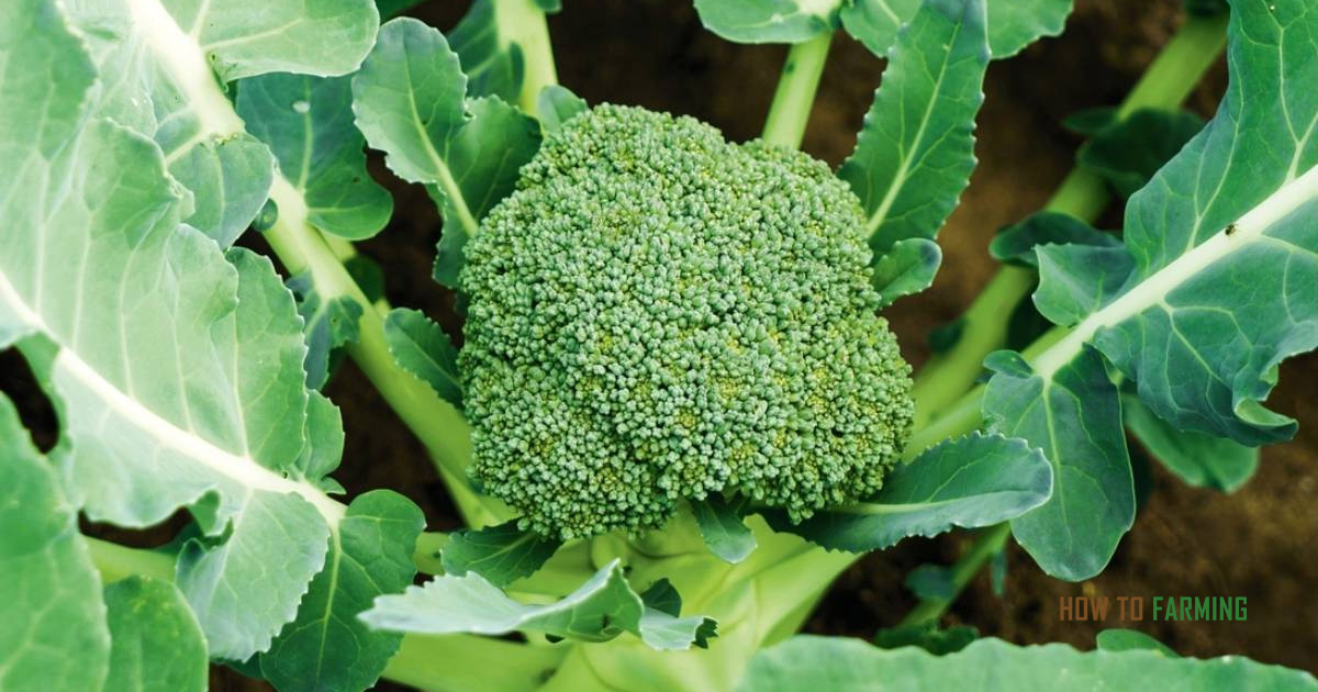 How to Grow Broccoli in Containers? How to Farming
