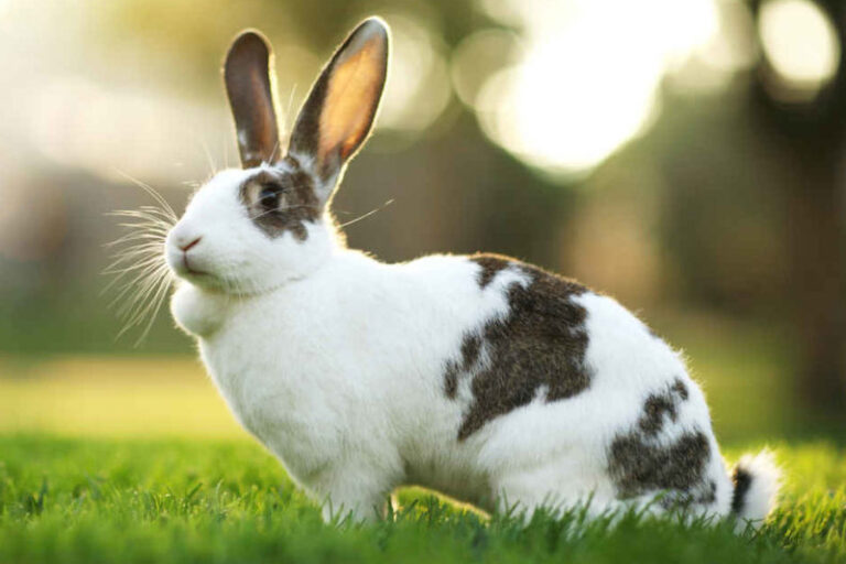 How to Start Rabbit Farming? How to Farming