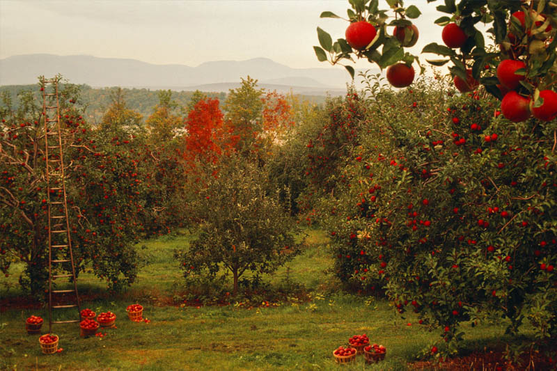 How to Grow Apple Trees in Pots? How to Farming