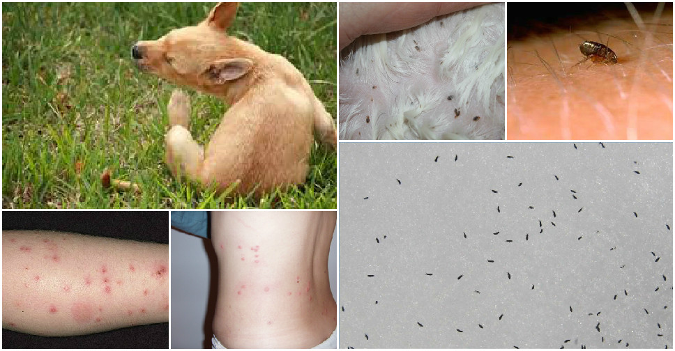 How To Get Rid Of Fleas How To Instructions