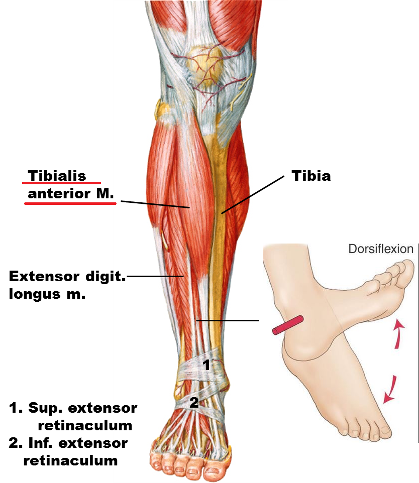 Ankle Joint Anatomy, Movement & Muscle involvement » How To Relief
