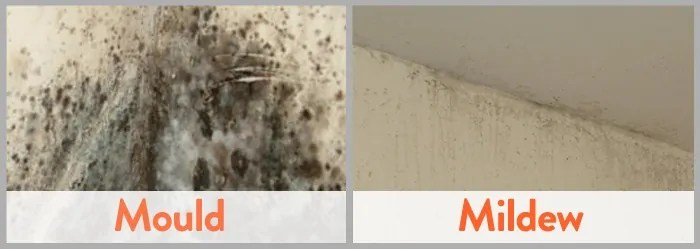 If you're wondering how to kill black mold, we've got the information you need. How To Remove Black Mold From Walls Howtoremoveblackmold Com