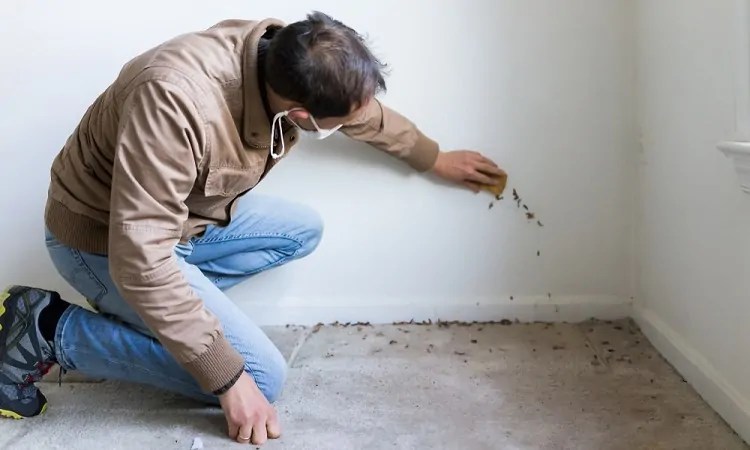 Should I Buy a Property with Black Mold?
