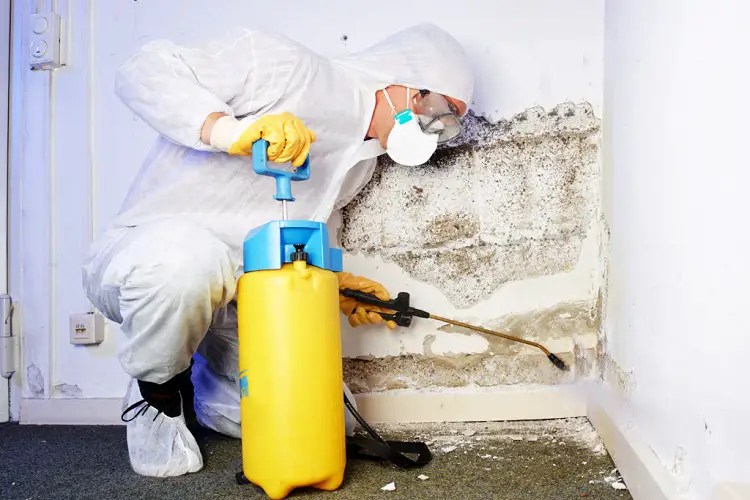 Mold Remediation Cost Eliminate Mold from Your Home