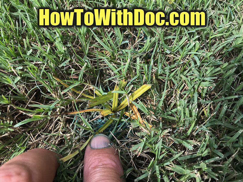 Kill Nutsedge in Lawn Uncategorized
