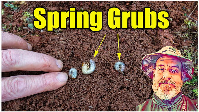Spring Lawn Grubs Lawn Care