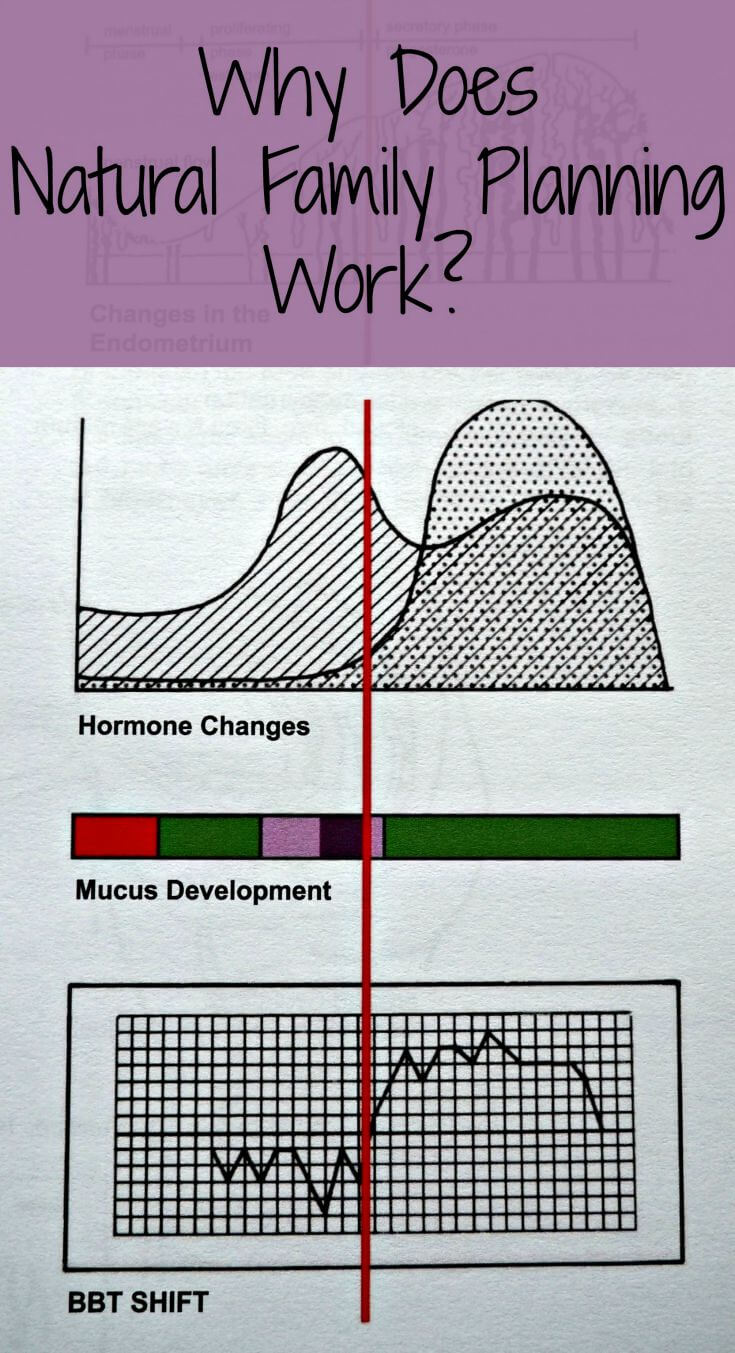 Why Natural Family Planning Works How We Flourish