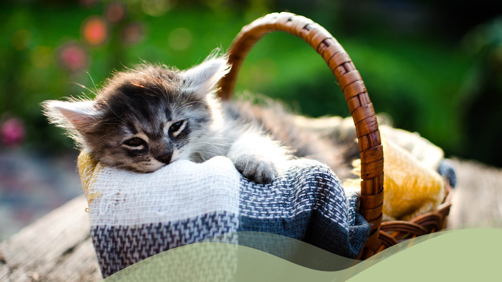 Cat Hair and Pelt Extracts HollisterStier Allergy