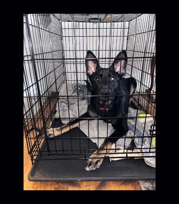 Is A 42 Inch Crate Big Enough For A German Shepherd