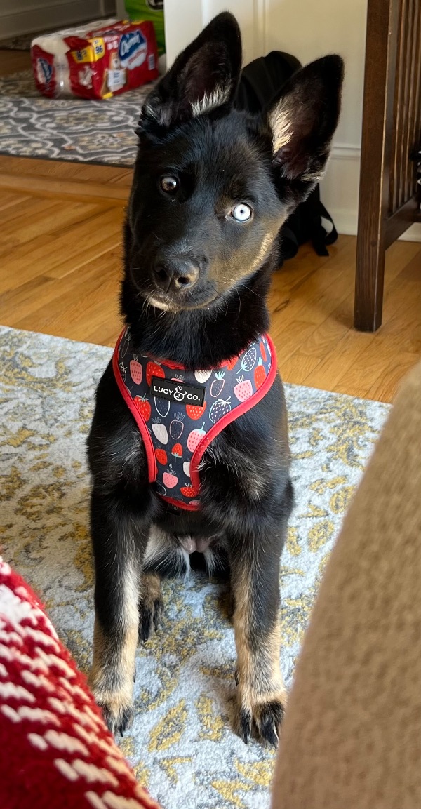 German Shepherd/Husky Puppy HSHV