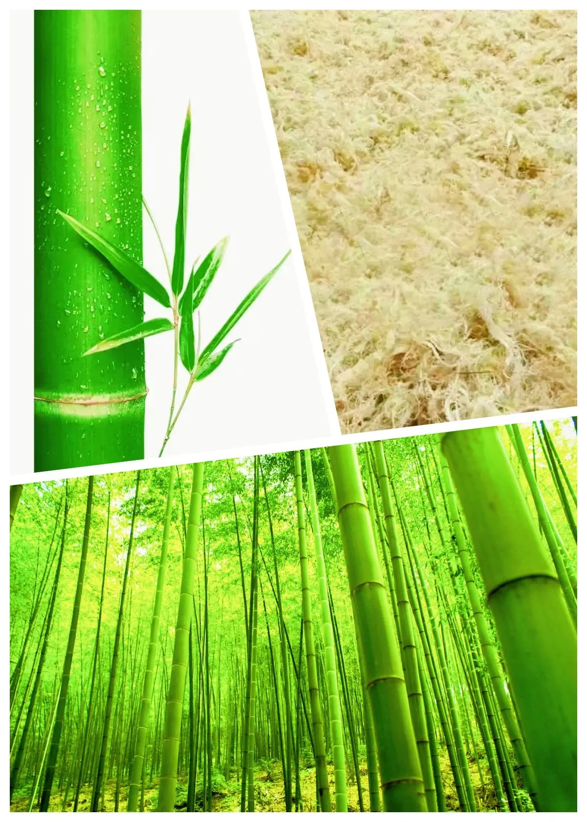 Pulp molding production raw material 2 Bamboo Pulp Hanson