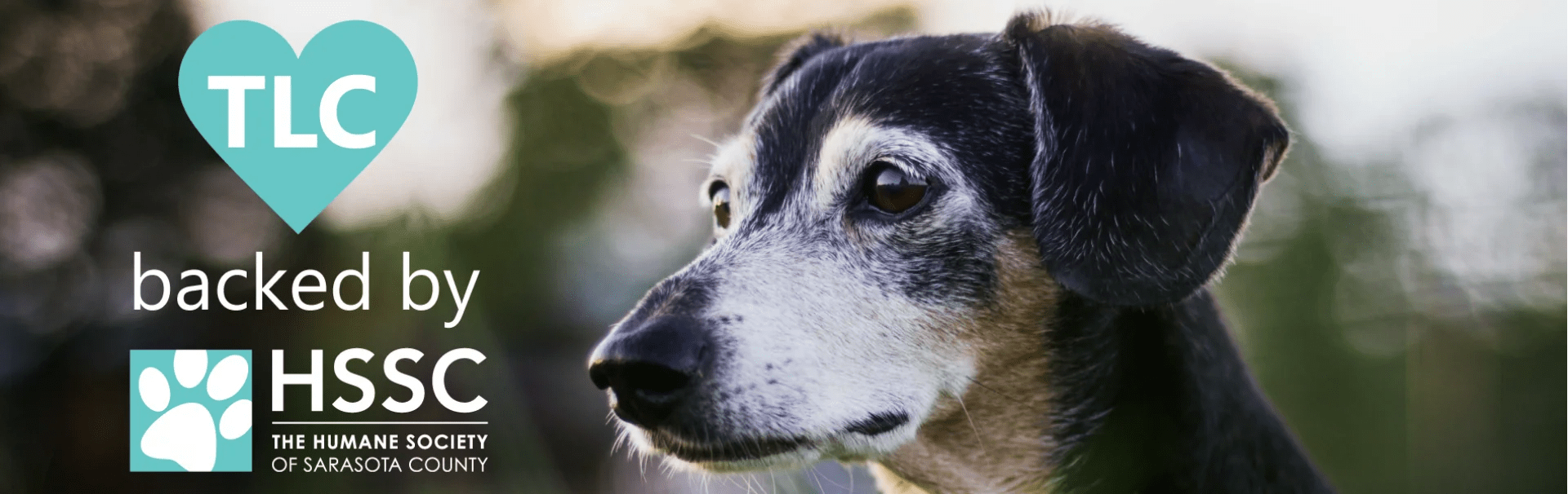 TLC program backed by HSSC