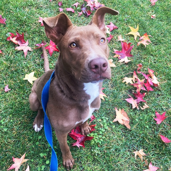 Meet Logan Humane Society Silicon Valley