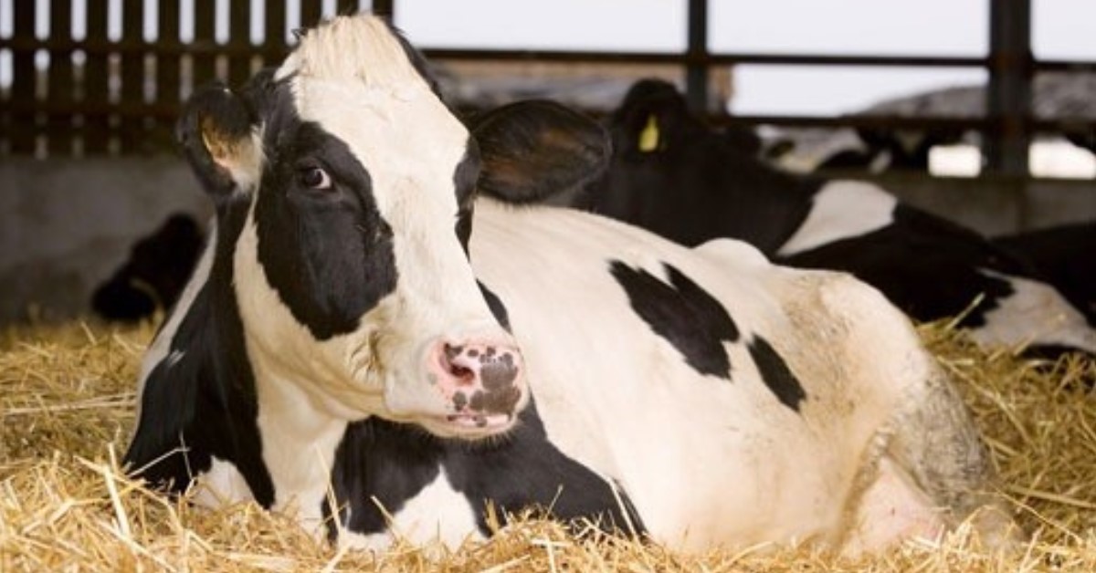 The importance of protein in dry cow diets Hubbard Feeds