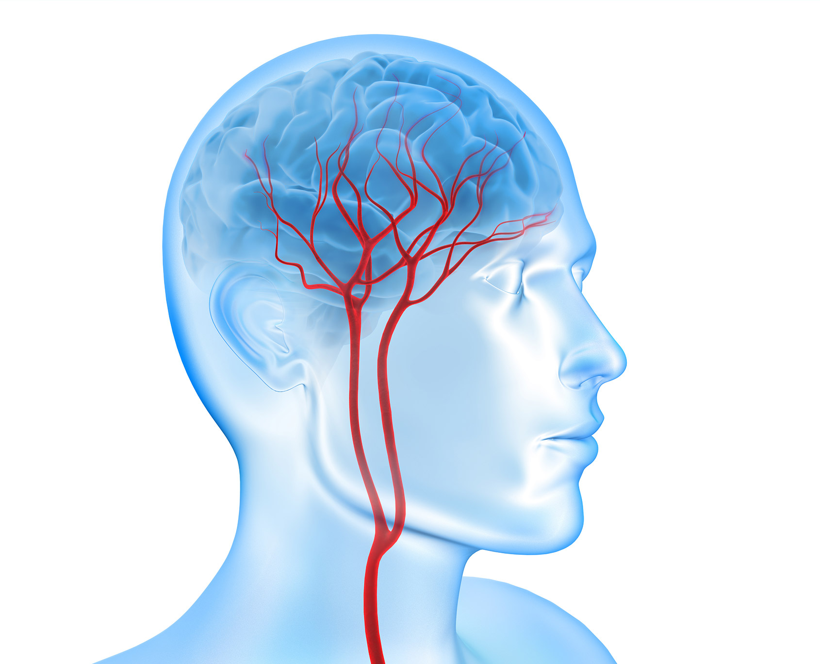 Halsschlagader Dr. Hubert Wallner